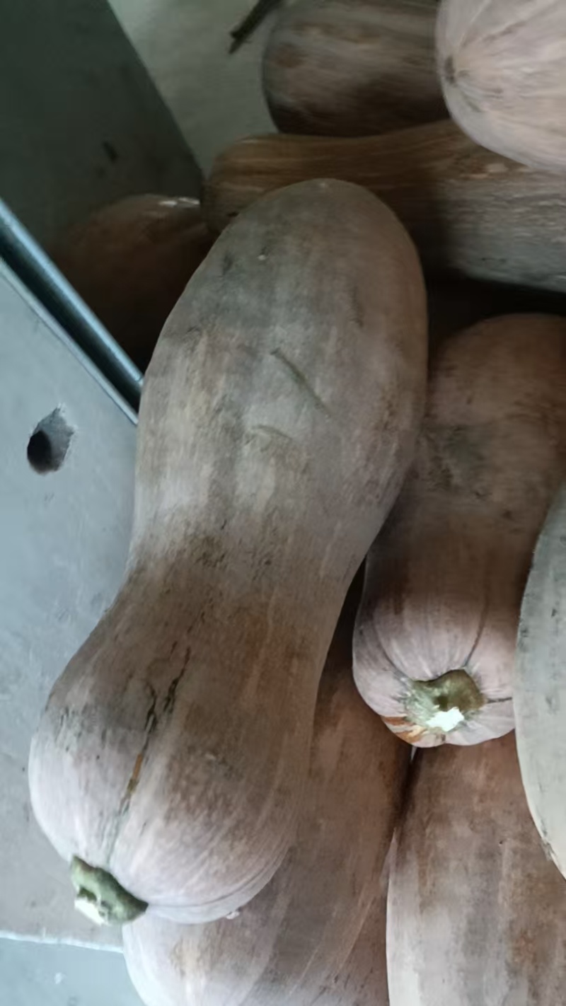 江苏精品南瓜/蜜本南瓜/量大价优/质量上乘/欢迎咨询