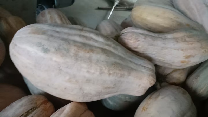 江苏精品南瓜/蜜本南瓜/量大价优/质量上乘/欢迎咨询