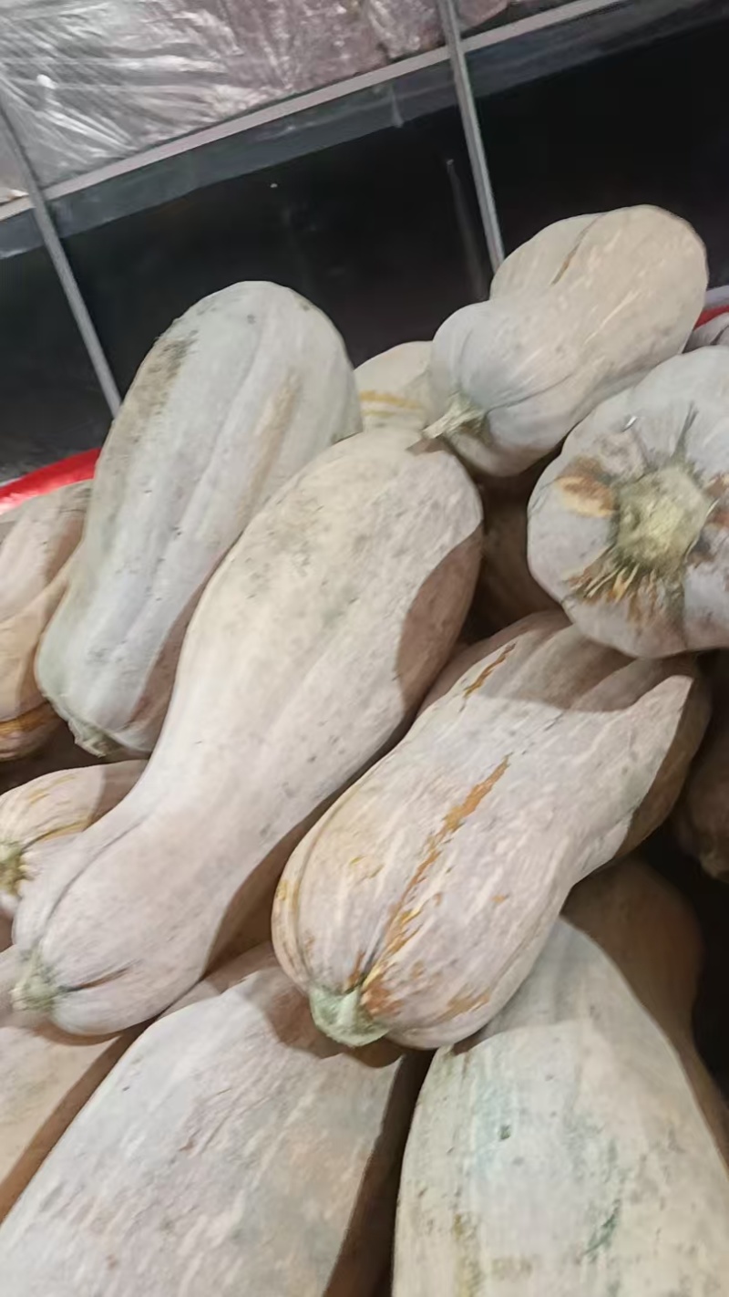 江苏精品南瓜/蜜本南瓜/量大价优/质量上乘/欢迎咨询