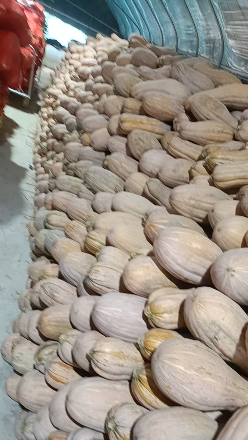 江苏精品南瓜/蜜本南瓜/量大价优/质量上乘/欢迎咨询