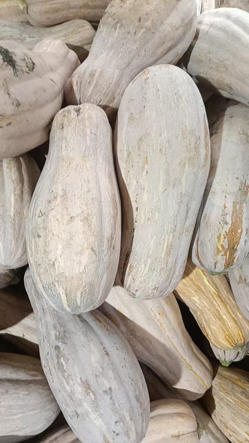 江苏精品南瓜/蜜本南瓜/量大价优/质量上乘/欢迎咨询