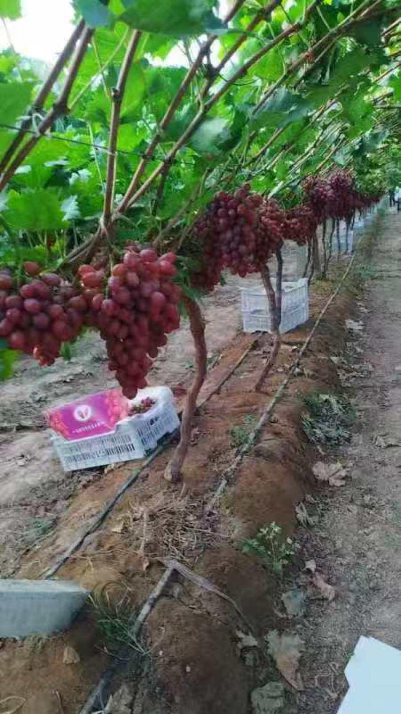 陕西渭南葡萄/精品红提/个大果甜/量大价优/保质/欢迎采购