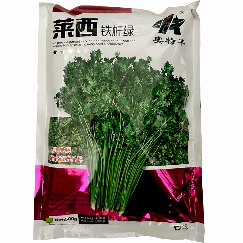 莱西铁杆绿香菜种子500g耐热耐寒生长快高产晚抽苔