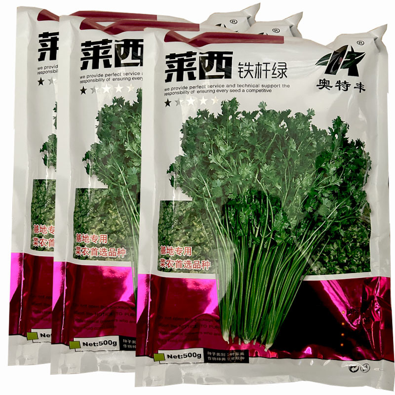 莱西铁杆绿香菜种子500g耐热耐寒生长快高产晚抽苔