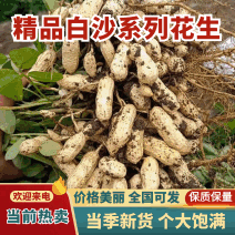 花生，精品过筛鲜花生大量有货供应，一手货源，保质保量