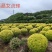 大量亮晶女苗供应品质保证成活率高欢迎来电洽谈