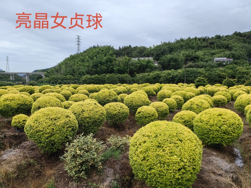 大量亮晶女苗供应品质保证成活率高欢迎来电洽谈