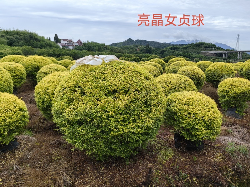 大量亮晶女苗供应品质保证成活率高欢迎来电洽谈