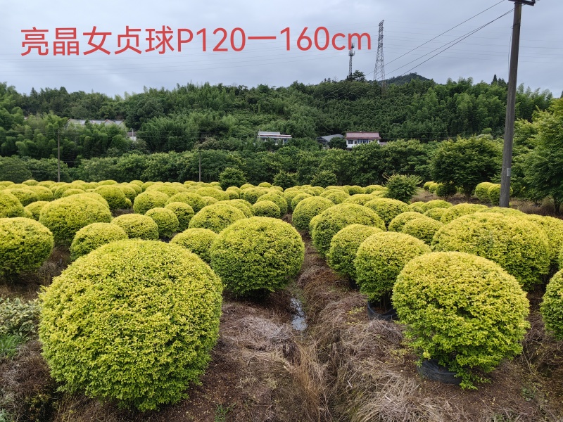 大量亮晶女苗供应品质保证成活率高欢迎来电洽谈