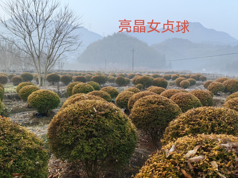 大量亮晶女苗供应品质保证成活率高欢迎来电洽谈