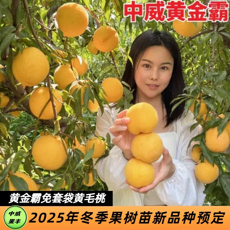中威黄金霸（免套袋)7月中旬成熟挂树期长浓香浓甜