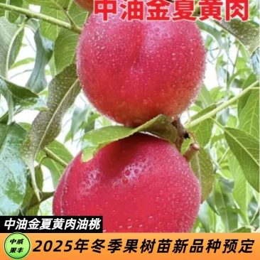 中油金夏6月底成熟口感浓甜挂树期长外观靓丽果树