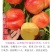 中威超霸油桃6月中旬成熟超大果型货架期长适合