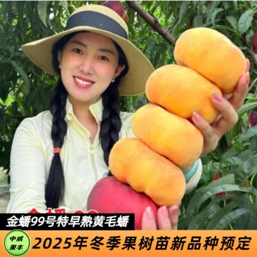 金蟠99号蟠桃苗6月上旬成熟不裂果不炸核口感香甜