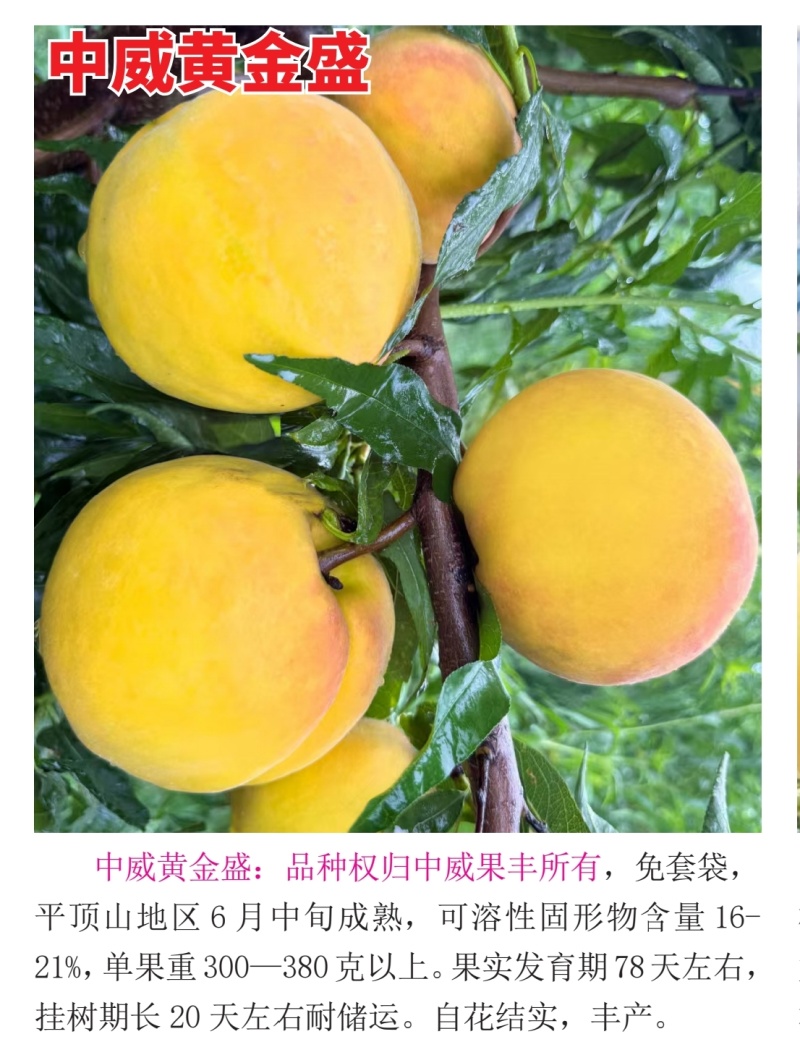 中威黄金盛免套袋6月中旬成熟货架期长自花结实丰