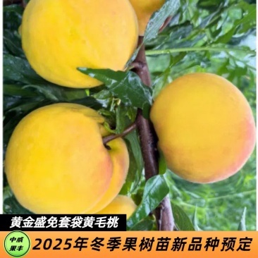 中威黄金盛免套袋6月中旬成熟货架期长自花结实丰