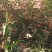 四川茂县六月红大红袍花椒产地直供现货批发欢迎来电