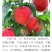 巨盛一号特早熟毛桃5月下旬成熟脆甜清香丰产耐储运
