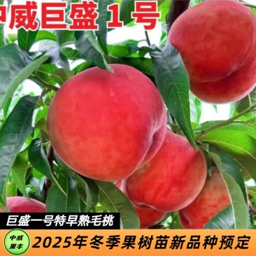 巨盛一号特早熟毛桃5月下旬成熟脆甜清香丰产耐储运