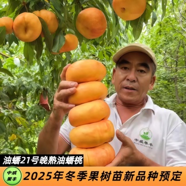 中油蟠21号7月底8月初挂树期长慢软型香甜可口粘核大花型
