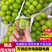 售后无忧阳光玫瑰发货快质量好价格低欢迎咨询