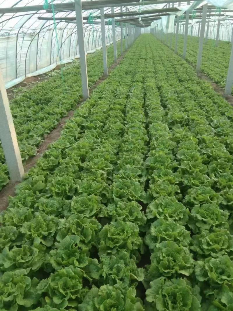 精品意大利生菜基地直发货源稳定可视频看货