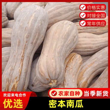 密本南瓜基地直销量大质优规格齐全欢迎各大老板采购