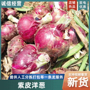 紫皮洋葱大量上市，产地直发，支持各种规格各种包装，质量保证