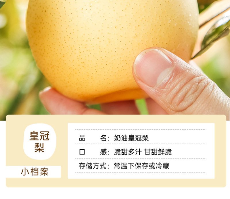 河北白皇冠梨一件代发产地直发一手货源对接各大电商平台