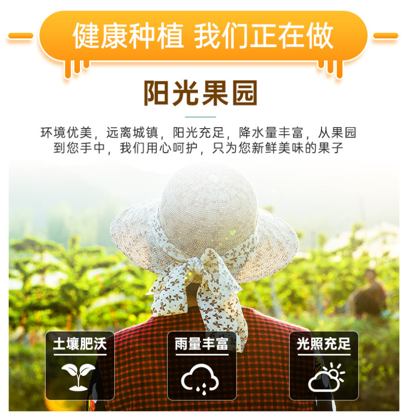 河北白皇冠梨一件代发产地直发一手货源对接各大电商平台