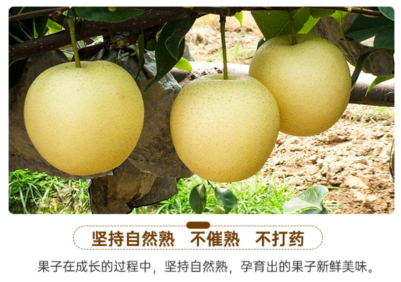 河北白皇冠梨一件代发产地直发一手货源对接各大电商平台