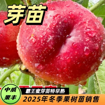 中威霸王蜜红肉特早熟油桃芽5月20号成熟无任何锈斑