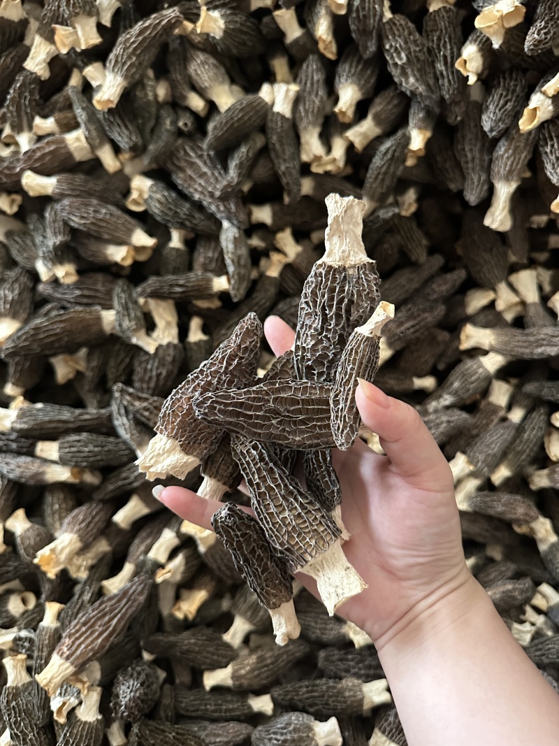 羊肚菌基地直销量大质优价格优惠支持视频看货欢迎采购