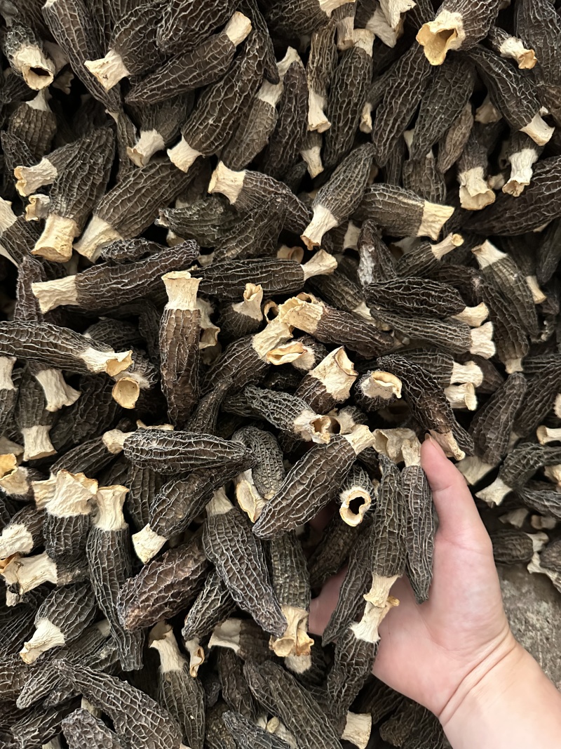 羊肚菌基地直销量大质优价格优惠支持视频看货欢迎采购