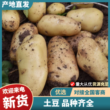 【品种齐全】内蒙土豆沃土5号土豆V7土豆实验一号土豆