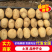 【实力供货】内蒙v7土豆内蒙土豆基地直供量大从优