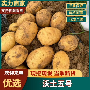 【内蒙土豆】内蒙沃土5号土豆黄皮黄心基地直发放心购买