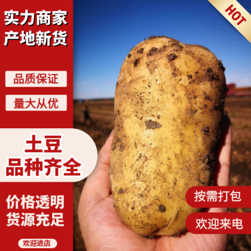 【实力推荐】内蒙沃土5号土豆产地直发规格齐全欢迎咨询