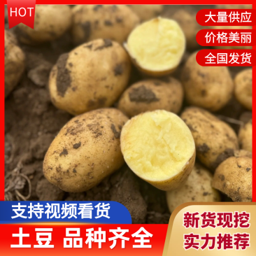 【基地直发】实验1号土豆沃土5号土豆内蒙土豆品种齐全
