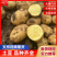 【基地直发】实验1号土豆沃土5号土豆内蒙土豆品种齐全