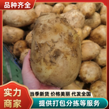 【放心购买】内蒙实验1号土豆内蒙土豆现挖现发代发全国