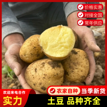 【品种齐全】内蒙精品土豆荷兰十五土豆量大从优代发全国