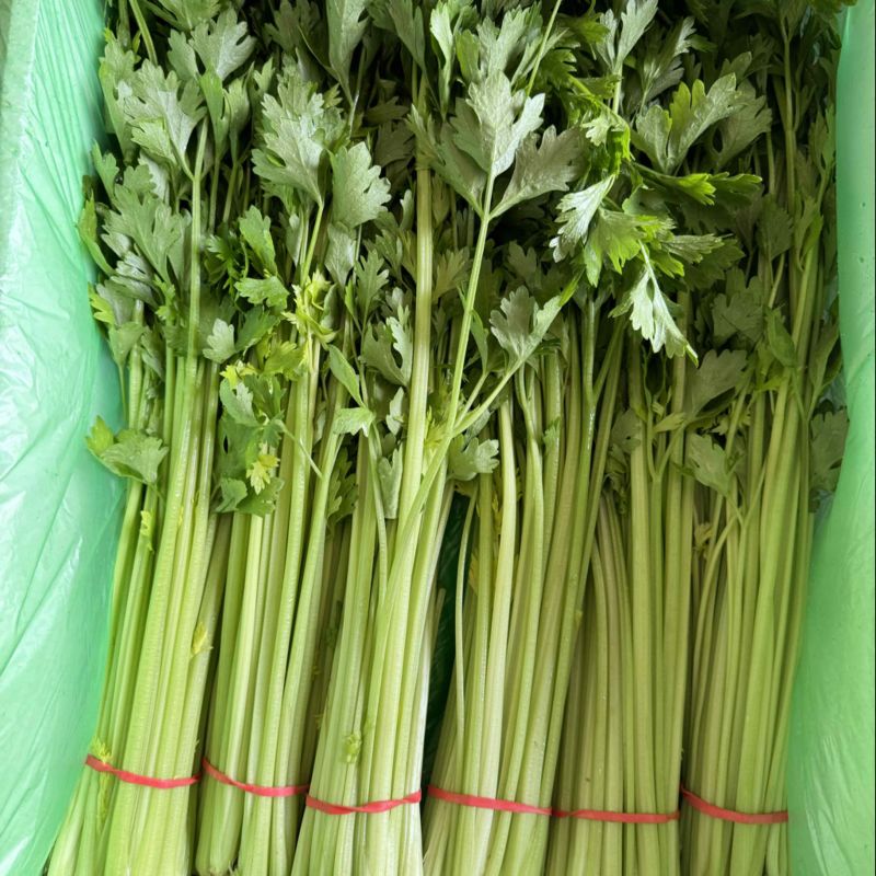 山东聊城产地精品香芹一手货源芹菜对接电商市场商超