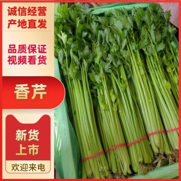 山东聊城产地精品香芹一手货源芹菜对接电商市场商超