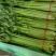 山东聊城产地精品香芹一手货源芹菜对接电商市场商超