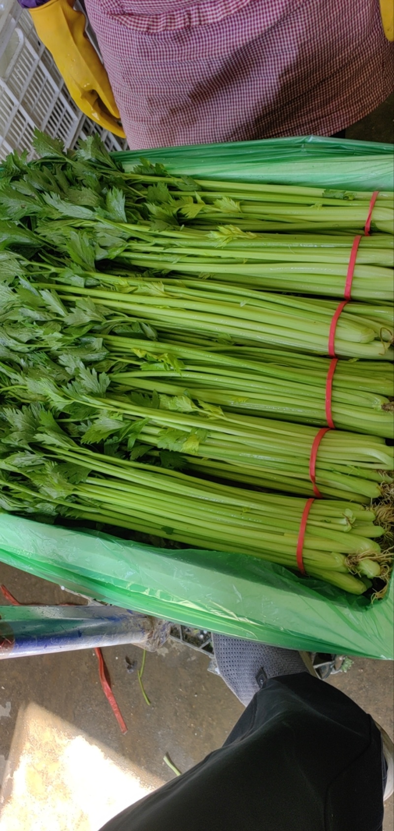 山东聊城产地精品香芹一手货源芹菜对接电商市场商超