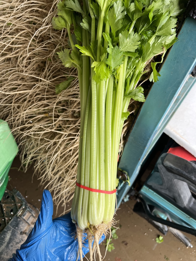 山东聊城产地精品香芹一手货源芹菜对接电商市场商超
