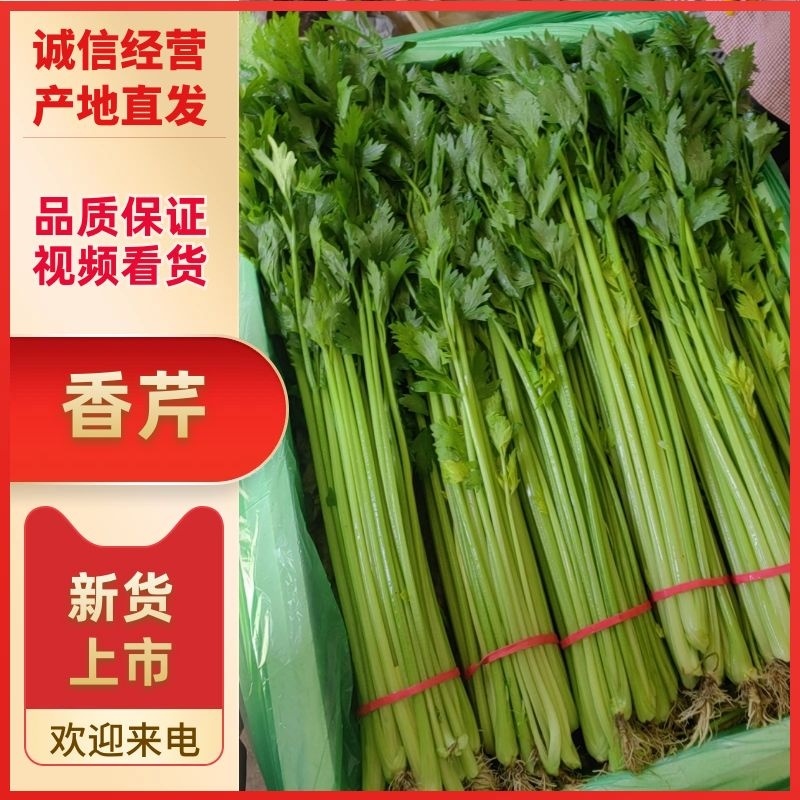 山东聊城产地精品香芹一手货源芹菜对接电商市场商超