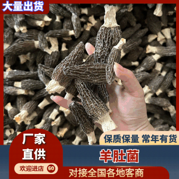 羊肚菌基地直销量大质优价格优惠支持视频看货欢迎采购