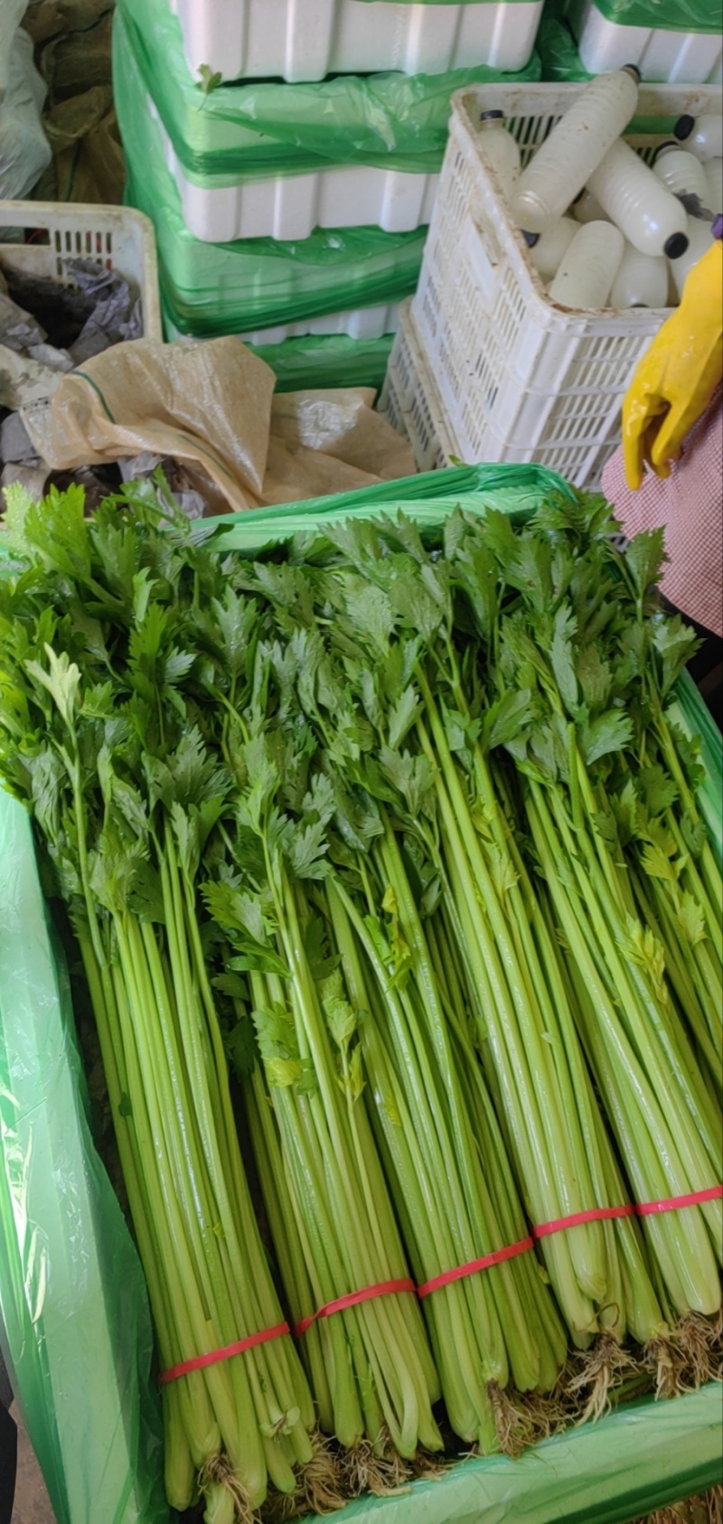 山东聊城产地精品香芹一手货源芹菜对接电商市场商超